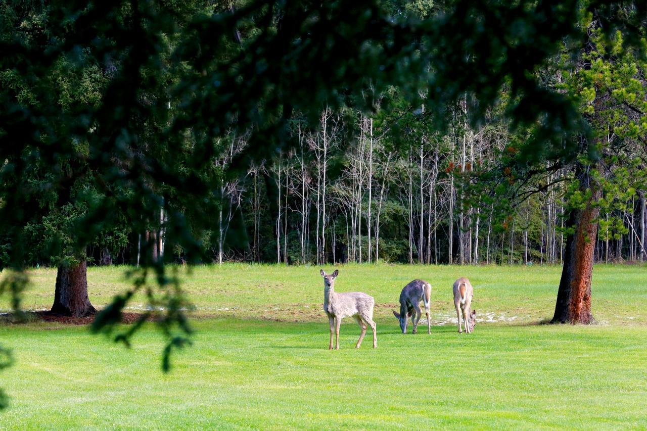 Sleepy Creek Country Manor Bed & Breakfast Bragg Creek Exterior foto